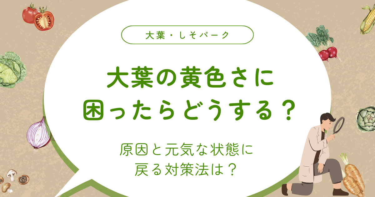 大葉の黄色さに困ったらどうする？原因と元気な状態に戻る対策法は？