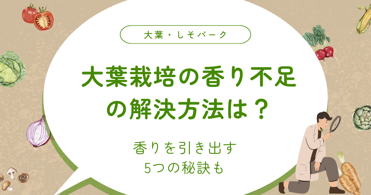 大葉栽培の香り不足の解決方法は？香りを引き出す5つの秘訣も