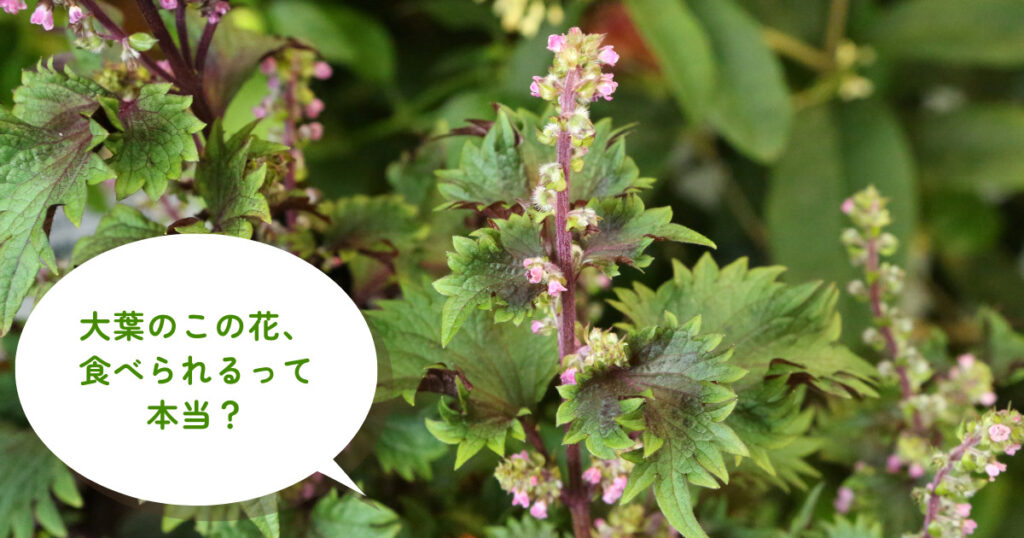 大葉の花が咲いたときの対処法は？花は食べられる？