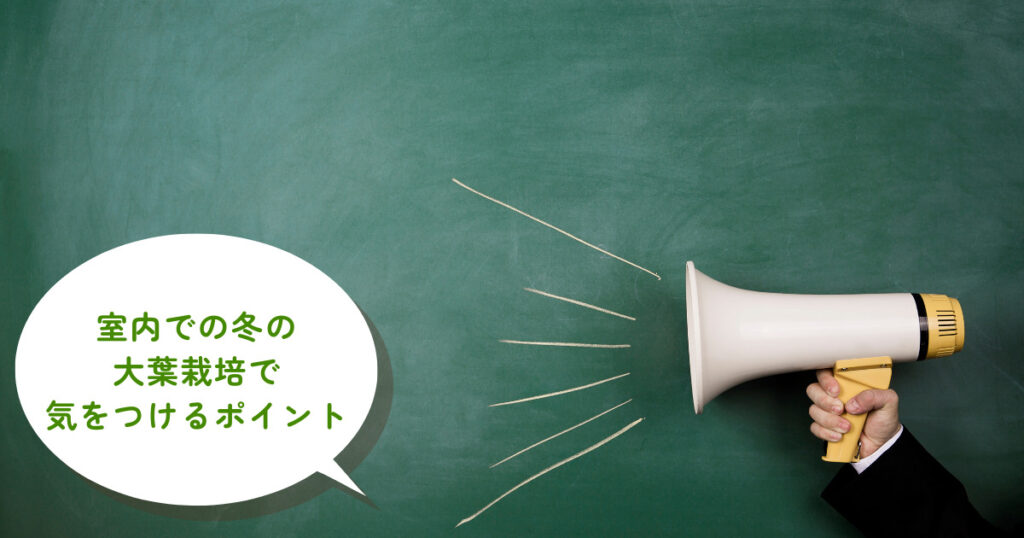 室内で冬に大葉を育てる方法は？寒さ対策もばっちり4ステップをご紹介