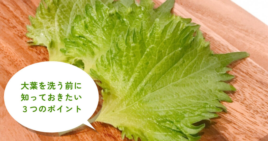 大葉の農薬を安全に洗い落とす方法！正しい洗い方をご案内！