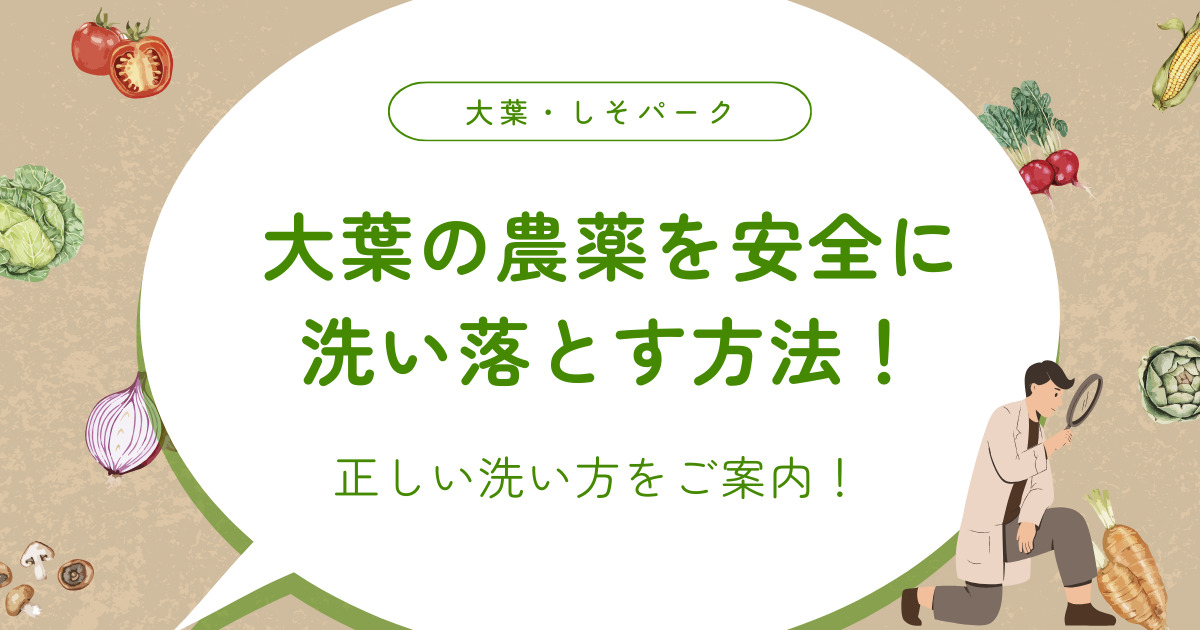 大葉の農薬を安全に洗い落とす方法！正しい洗い方をご案内！