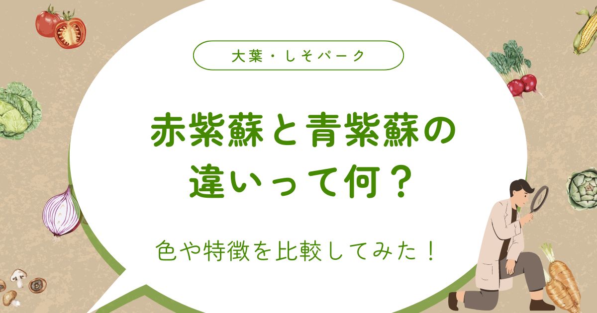 赤紫蘇と青紫蘇の違いって何？色や特徴を比較してみた！